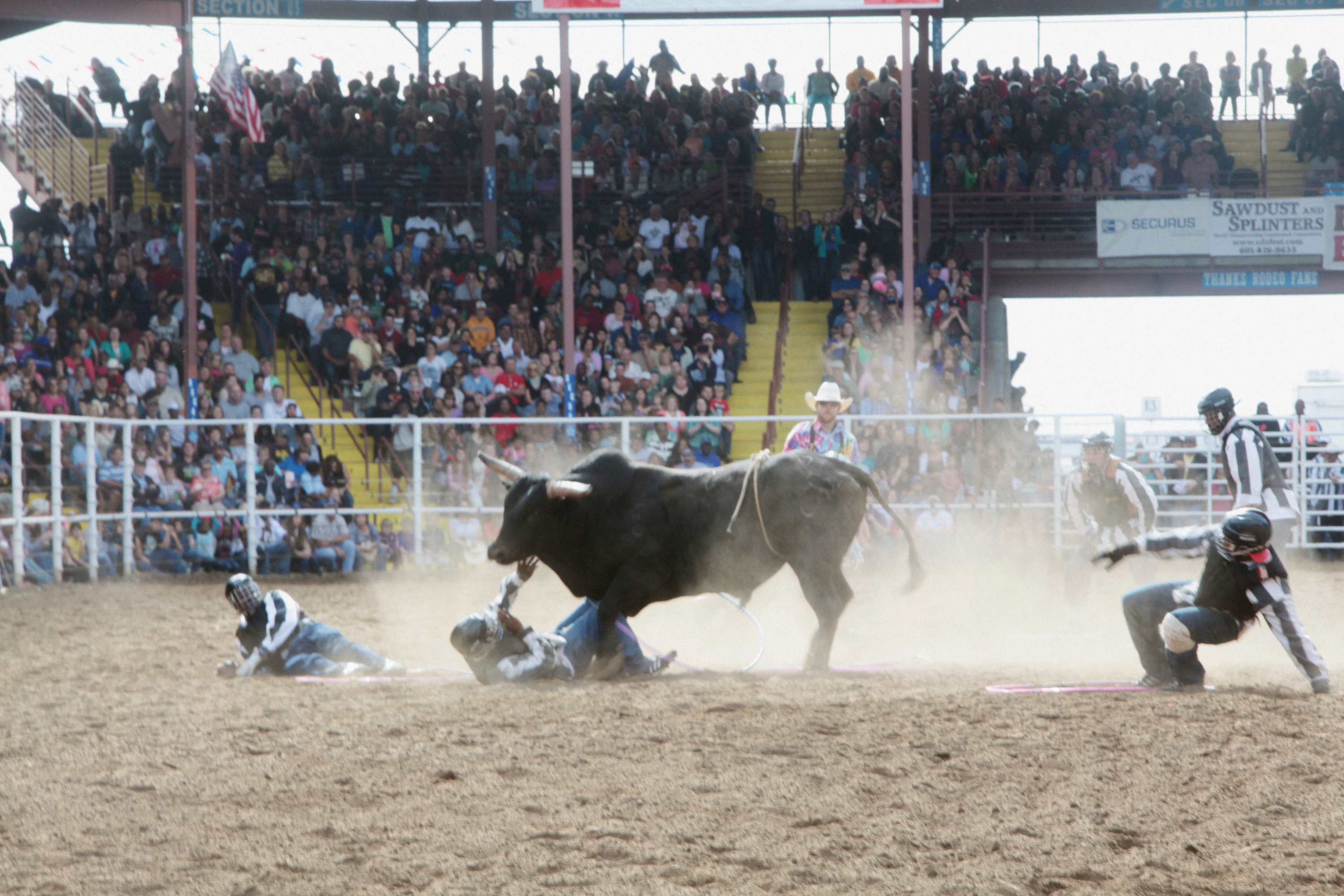 Image of men surrounding a bull, one man lies between the bull's front legs. A large crowd watches from stadium stands.