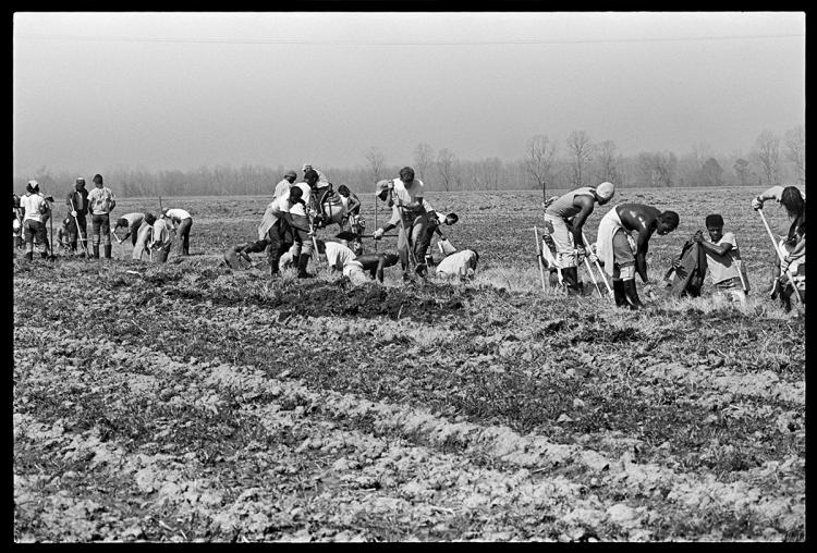 image of men working in the fields at Angola